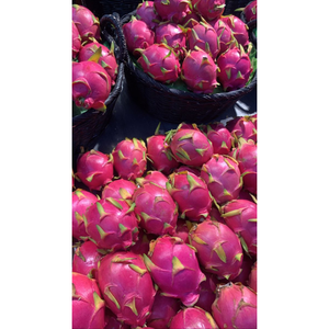Verse Dragon Fruit van directe leverancier uit Vietnam - Premium Witte Dragon Fruit B2B in bulk - Dragon Fruit fabrikant leverancier