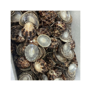 ENVÍO EN EL MISMO DÍA Concha de Limpet para Artesanías Costeras y Decoración de Regalos con Acabado Limpio, Forma Única y Concha Atractiva - Product Image 4