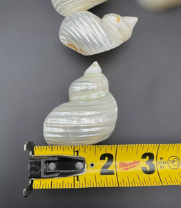 Porte-serviettes en coquillages inspiré de l'océan du Vietnam pour la décoration de réception de mariage et la présentation de la restauration - Product Image 3