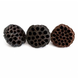 AQUA VRIKSHA Capsules de lotus naturelles de qualité supérieure pour aquarium, bassin à poissons Betta, bassin à crevettes et aquascaping |   9-11 cm | Lot de 10 - Product Image 3