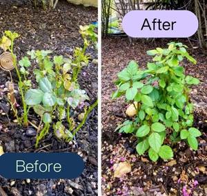 Estacas de Jardín para Electrocultura, Alambre de Cobre 99.9% Puro para Jardinería Electrocultural, Soporte de Antena, Estacas de Madera para Plantas - Product Image 6