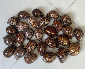 เปลือกหอยสีขาว เปลือกหอยหยก เปลือกหอยเทอร์โบ เปลือกหอยเกลียว เปลือกหอยทะเลขนาดใหญ่ เปลือกหอยสังข์ เปลือกหอยเทอร์โบสีขาวธรรมชาติสำหรับตกแต่ง เปลือกหอยหยกเทอร์โบ - Product Image 5