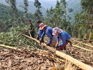Cassia Yen Bai de Vietnam, Premium, Sin OMG, en Barra, Seca, Cruda, de 35-50 cm, Alta Calidad, IIGLOBAL JSC, Vida Útil de 18-24 Meses para Alimentos - Product Image 3
