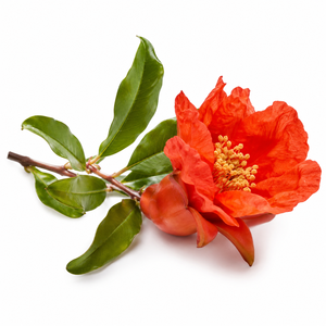 Vainas de flor de granada frescas con formas distintivas y elegancia natural, perfectas para decoraciones rústicas de temporada. - Product Image 2