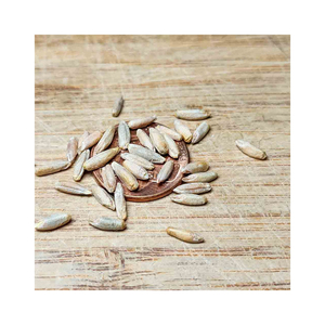 Harvest Gold Grains de Rye Entiers Biologiques de Qualité Supérieure Fraîchement Récoltés Afrique du Sud Durée de Conservation de 12 Mois 5% de Grains Cassés - Product Image 2