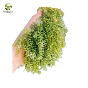 Umidibúdor Deshidratado al por Mayor, Uvas de Mar Saladas, Caviar Verde, Snack de Algas Marinas a Granel, Grado de Exportación - Product Image 1