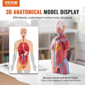 Modello Anatomico del Torso Umano Unisex in 23 Parti, 18 Pollici, con Organi Rimovibili e Scheletro per Educazione e Scienza Medica - Product Image 2