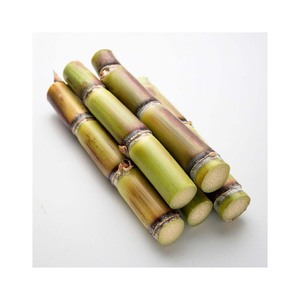 Cañas de Caña de Azúcar Frescas al por Mayor para Bares de Jugos, Procesamiento de Alimentos y Suministro Agrícola - Product Image 5