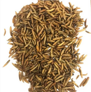 Larves de Mouches Soldat Noires Séchées Naturelles, Friandise pour Animaux, Aliment Entier pour Insectes, Riche en Protéines, Sans Céréales pour Oiseaux - Product Image 3