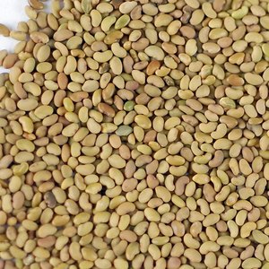 Semillas de Alfalfa (Medicago Sativa) - Product Image 5