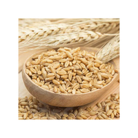 Cebada para Alimentación Animal, Natural, Orgánica, de Primera Calidad, en Bolsas de 50 Kg, Semillas de Cebada, Grano de Cereal