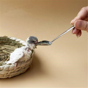 Cuillère d'alimentation <span class=keywords><strong>pour</strong></span> perroquet en acier inoxydable, cuillère <span class=keywords><strong>pour</strong></span> l'élevage manuel des oiseaux, cuillère <span class=keywords><strong>pour</strong></span> l'alimentation au <span class=keywords><strong>lait</strong></span> des poussins, fournitures d'alimentation <span class=keywords><strong>pour</strong></span> oiseaux - Product Image 6