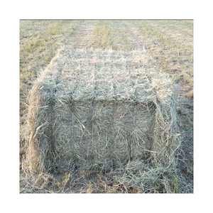 Prix Réduit Foin d'herbe de Rhodes Qualité Supérieure Alimentation Animale Commerce - Product Image 3