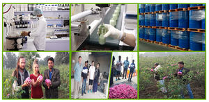 100% Pure <b>Steam</b> Distilled Indian Costus Root Oil Export Quality Manufacturer India - Product Image 5