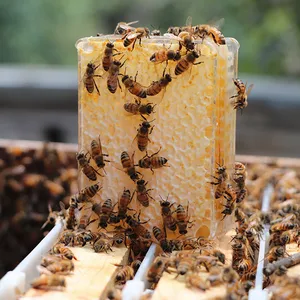 Arıcılık tedarikçisi aksesuarları 250g bal kaset kutusu plastik arı kovanı tarak çerçeve