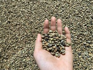 Premium Robusta Whole <b>Bean</b> Coffee Green <b>Beans</b> for Rich and Bold Flavor Roasted Coffee <b>Bean</b> <b>Product</b> Category - Product Image 3