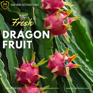 Fruits du dragon frais de haute qualité du Vietnam _ Produit d'exportation en gros B2B - Product Image 2