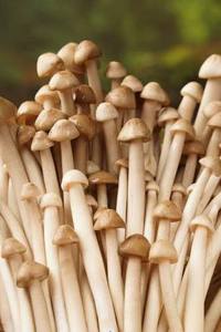 Champignons de Termites Frais Premium, Champignons Sauvages Naturels Comestibles, Champignons du Delta Vietnamien Ms. Nancy, Entiers, en Plastique HDPE, pour la Cuisson, Vente en Gros - Product Image 3