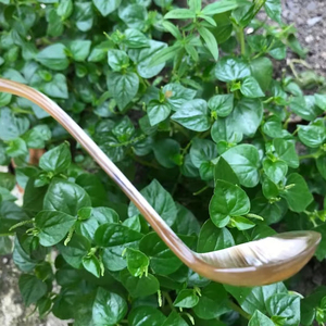 Handmade Modern Ethically Sourced Buffalo Horn Spoon <b>Mirror</b> Natural Durable Utensil for Party Caviar Honey Spice Salad Serving - Product Image 1