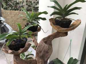 Maceta de Plástico PP Negra Premium de Vietnam para Orquídeas, 250x165, con Logotipo Personalizado, Estilo Rústico, para Hogar, Jardín y Exteriores, Marca Folin - Product Image 4