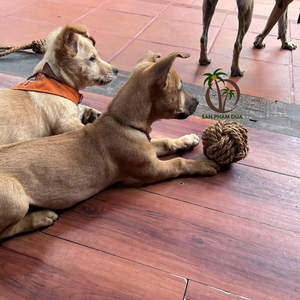 Balle à mâcher pour chien en fibre de coco durable et écologique, fabriquée au Vietnam – Fournisseur de jouets naturels pour animaux de compagnie - Product Image 1