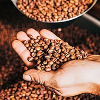 Café en grains torréfiés Robusta S18 du Vietnam, solutions d'emballage professionnelles pour les entreprises d'importation de café