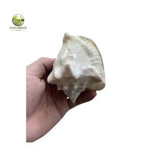 Concha Marina Natural Ecológica Verde, Concha Decorativa para Decoración del Hogar, Tema Natural, Concha Espinosa Blanca Cruda para Manualidades - Product Image 3