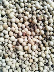 พริกไทยขาวอินเดียใหม่ คัดสรรเมล็ดพริกไทยทั้งเมล็ด คุณภาพพรีเมียม ตรา Fittree International อายุการเก็บรักษา 24 เดือน สำหรับตลาดโลก - Product Image 5