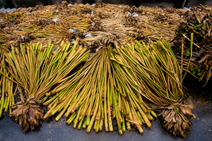 Matériel naturel de jacinthe d'eau séchée du Vietnam en balles en vrac pour les grossistes mondiaux - Product Image 4