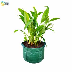 Sac de culture de rhizomes de haute qualité L en PEHD stabilisé aux UV avec fenêtre de récolte - Product Image 3