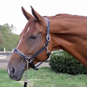 Arabian Horse Leather Halter with SS/Brass Chain Lead Custom Logo for <b>Equestrian</b> Enthusiasts Horse Halter - Product Image 1