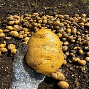 Patatas frescas de piel amarilla redonda del Reino Unido, marca personalizada 150g - Product Image 1
