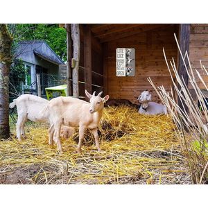 Targa Decorativa Vintage in Latta con Scritta 'Live Someone Left Gate Open' per Casa, Fattoria, Recinzione, Cucina, Bagno, Camera da Letto - Product Image 3