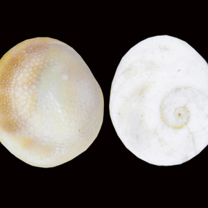 Opercule de coquille de Murex à vendre - Product Image 2