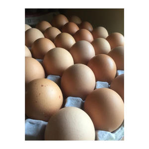 Huevos de gallina marrones de calidad alimentaria, pedido al por mayor, producto avícola rico en proteínas y de alta nutrición - Product Image 6