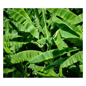 ใบตองแช่แข็งคัดพิเศษ ขนาดสม่ำเสมอ สีเขียวสดใส มาตรฐานสุขอนามัยสูง 100% จากธรรมชาติ สำหรับห่ออาหาร - Product Image 5