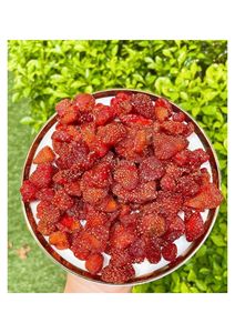 Cubes de fraises séchées naturelles et moelleuses pour ingrédient de dessert, garniture de yaourt et fabrication alimentaire – Vente en gros - Product Image 6