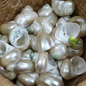 Wholesale Polished Natural Turbo Seashells for Aquarium Decor <b>Hermit</b> <b>Crab</b> Habitat <b>Shell</b> Replacement Beach Theme Crafts Supply - Product Image 5