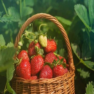Fresas Frescas Dulces de Primera Calidad, Cultivadas Naturalmente, Fruta Roja Jugosa Directamente de la Granja, Cosecha Perfecta, Sabor Delicioso para una Vida Saludable - Product Image 6