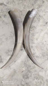 Soporte de hierro con cuerno de búfalo vikingo tallado a mano, auténtico cuerno para beber, estilo guerreros vikingos. - Product Image 3