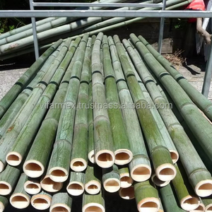 Postes de Bambú Cuadrados Premium de Vietnam, Longitud Personalizada de 4 a 10 m, Grado de Exportación, Suministro Directo del Fabricante por VIFARMEX - Product Image 1