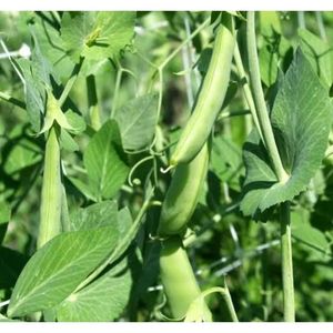 Proteína de Guisante Silvestre en Polvo para Uso Nutracéutico, Grado Alimenticio, Sin Colorantes Artificiales, Sin Sabores/Conservantes, Sin Aditivos - Product Image 6