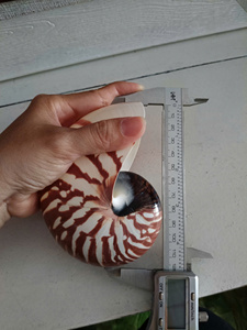 เปลือกหอยนอติลุสพรีเมียมสำหรับงานศิลปะ งานฝีมือ ตกแต่งตู้ปลา และใช้เป็นของตกแต่ง พร้อมบริการรับสั่งซื้อจำนวนมากและสนับสนุนการส่งออก - Product Image 3