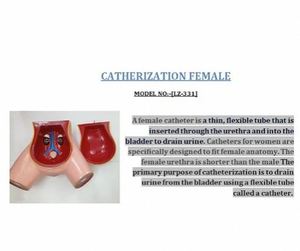 Medical Student Catheter Learning Simulator Designed for medical school labs Female Catheterization Demonstration <b>Trainer</b> - Product Image 5