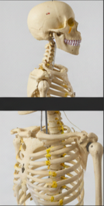 Modelo de Esqueleto de Anatomía Humana CROWN de PVC, Tamaño Real, Educativo para Escuelas, Facultades de Medicina, Laboratorios, OEM - Product Image 3