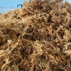 Musgo Marino Morado Silvestre / Musgo Marino Seco de Vietnam / Sra. Lima - Product Image 1