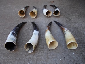 Paire de cornes de bison polies, décoration murale, design Art Déco, grande taille de 27 à 35 pouces, pour mariage, anniversaire - Product Image 3