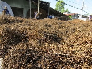 Gelée de Herbe Naturelle Séchée de Mesona Chinensis du Vietnam – Prix d'Usine en Gros pour l'Exportation - Product Image 3