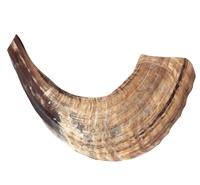 Corne de Shofar Shofar naturel Shofar traditionnel poli - Product Image 4