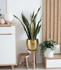 Jardinière en laiton d'inspiration vintage, plantes d'intérieur élégantes pour décor de jardin, design rond et élégant pour motif carré de salon - Product Image 4